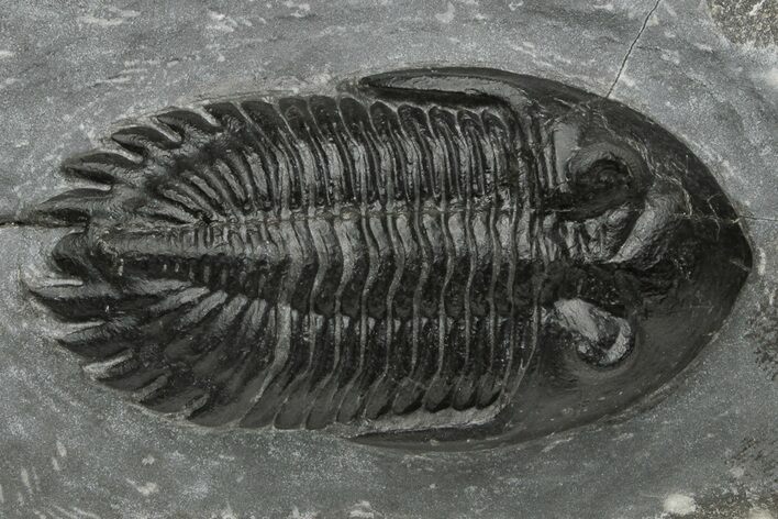 Hollardops Trilobite - Preserved Eye Facets #223650